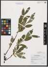 Foto von Salix phylicifolia L.